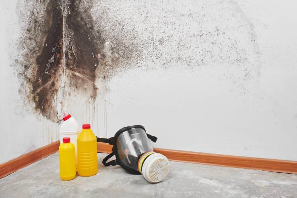 Best Certified Mold Removal  in Boonville, MO