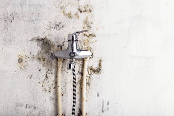 Best Mold Remediation  in Boonville, MO