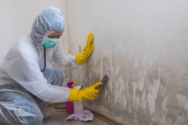 Best Toxic Mold Removal  in Boonville, MO