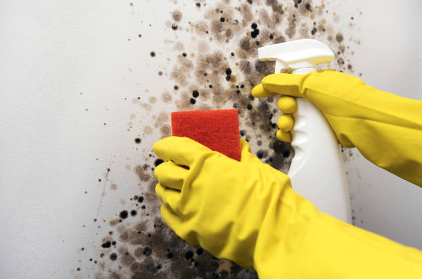 Best Crawl Space Mold Removal  in Boonville, MO