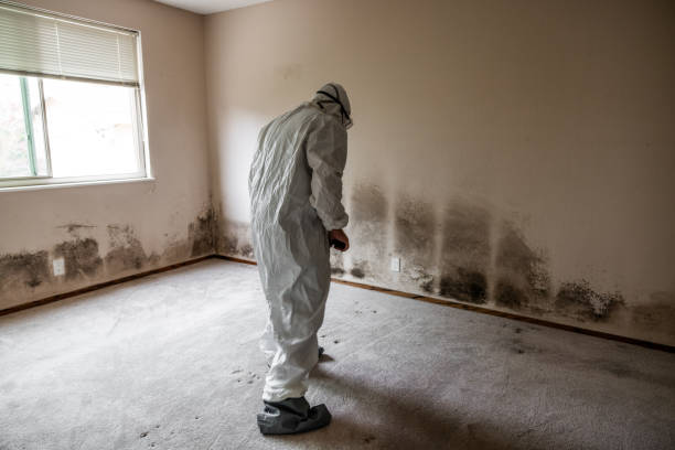 Best Fast Mold Removal  in Boonville, MO